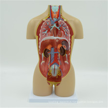 Reliable Quality Anatomical Silicon Torso Model